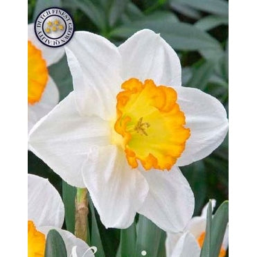 Narcissus Sound 5-pack